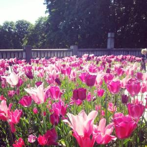 10419906_10152429854121970_543324867_n