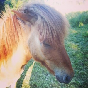 10362228_291218307713808_2018573879_n