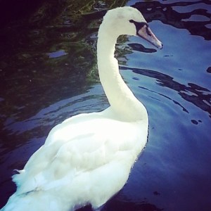 10413938_1429059334026413_1931095984_n