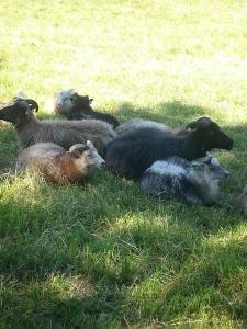 10479485_10152518405851970_629610693_n