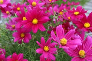 10553472_555615804544618_5840211799750382088_n