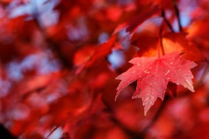 279529215_8d99084691