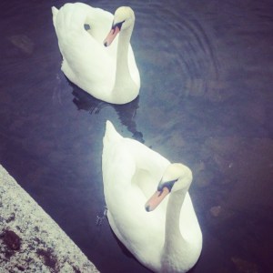 10687105_10152821554416970_6740478034066330187_n