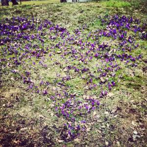 En hjertlig hilsen fra Botanisk hage