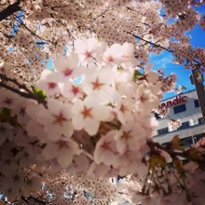 Blomstring på St.Olavs plass