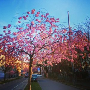 Kirsebærtrærne blomstrer i Kjølberggata