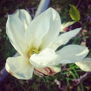 Når Magnoliaen blomstrer i Botanisk hage er det vår <3