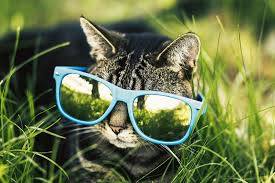 11742748_10153396408331970_960055520103116134_n