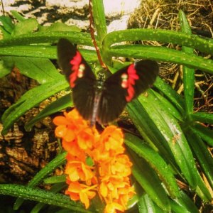 11800375_10153444081626970_457168798757478929_n