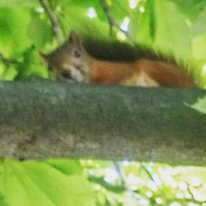 11813481_10153444012481970_7790310300589552593_n