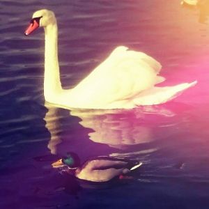 12189897_10153618457206970_3587833403825803279_n