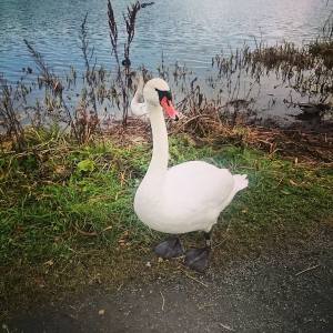 12191489_10153618275611970_4274248201605136725_n