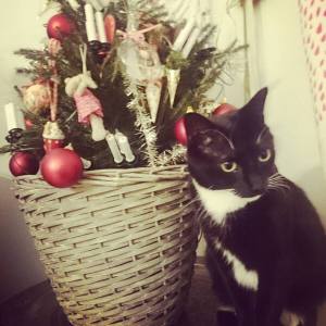 1559609_10153721090076970_6437677562129427549_n