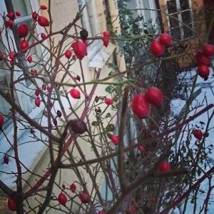 12510396_10153759353241970_5435724035273586931_n