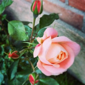 14233238_10154331022831970_8684793399031064742_n